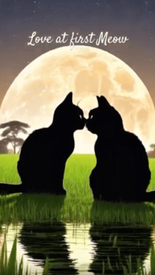 Cats Love Story