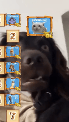 Top Animal Meme