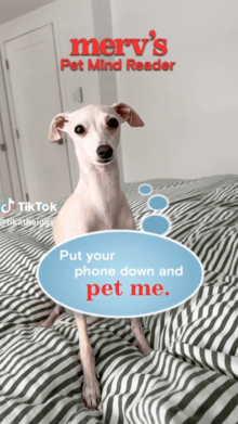 Merv Pet Mind Reader